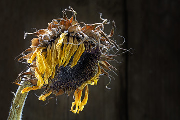withered sunflower against dark brown background with copy space