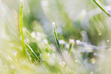 Frozen grass