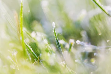 Foto op Canvas Frozen grass © Galyna Andrushko