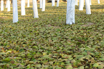 poplar's fallen leaf, Autumn atmosphere, poplar groves, autumnal tints 