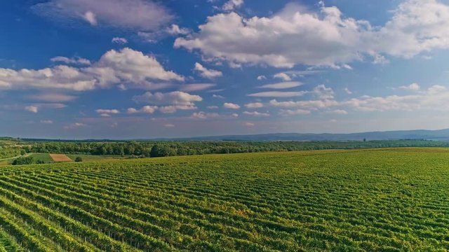 Kutjevo vineyards aerial