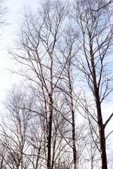 Birch tree without leaves.