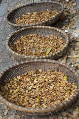 Fruit slices drying in woven bamboo baskets