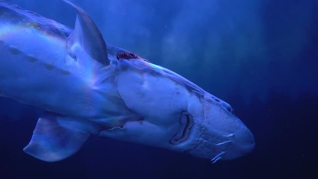 Beluga sturgeonsswimming in aquarium