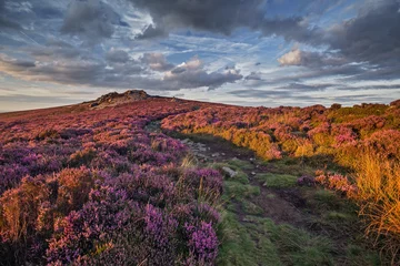 Cercles muraux Été Mountain Path Amongst Blooming Heather Flowers in Sunset Light