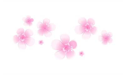 Pink flowers isolated on white background. Apple-tree flowers. Cherry blossom. Vector