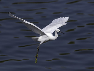 Fototapeta na wymiar Little Egret Landing on Water