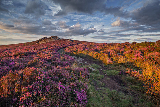 Mountain Path Amongst Blooming Heather Flowers in Sunset Light