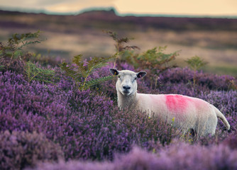 Obraz premium White Sheep Among Blooming Heather