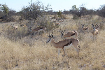 Kalahari Springböcke