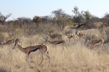 Kalahari Springböcke