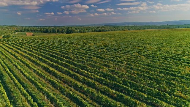 Kutjevo vineyards aerial