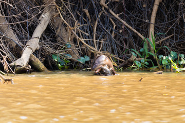 Giant otter from Pantanal, Brazil