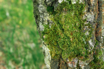 Obraz premium Detail view of some green moss and little plants on the bark of a tree.