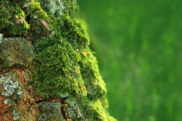 Detail view of some green moss and little plants on the bark of a tree.