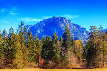 Autumn forest nearby Neuschwanstein castle in Bavaria, Germany