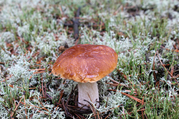 szlachetny grzyb borowik wśród srebrnych mchów © Wlodzimierz