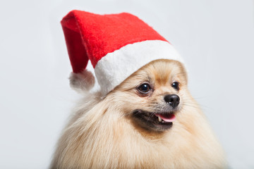 Christmas composition. A yellow dog in a Santa Claus hat. Gifts.