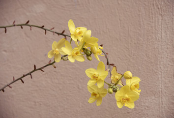 Yellow flowers are the background or wallpaper.