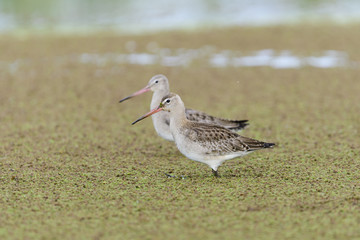 オグロシギ(Black-tailed Godwit)