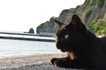 海を見つめる黒猫