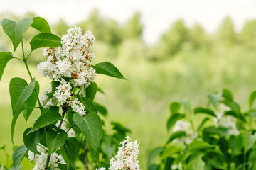 White lilac. Selective focus copy space