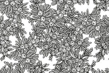 Juniper tree vector seamless pattern. Hand drawn illustration branch with berries on white background.