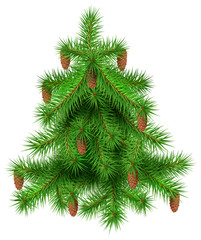 Green christmas fir pine tree with cones