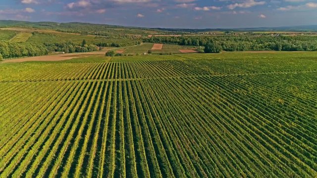 Kutjevo vineyards aerial