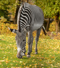 Grevy zebra (Equus grevyi), also known as imperial zebra in golden autumn