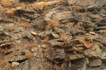 Hochalpine Vegetation am Murtel im Oberengadin