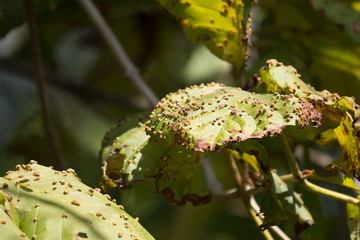 Disease Green leaf of teak tree