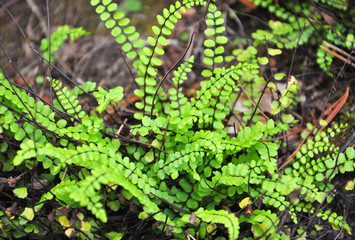 Braunstieliger Streifenfarn (Asplenium trichomanes)