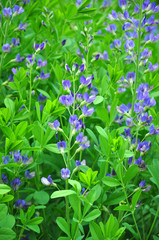 Indigolupine (Baptisia australis)