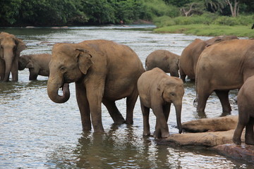 A family of elephants in elephant nursery