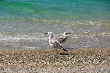 Young seagulls on beach