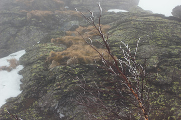 Dwarf birch covered with hoarfrost. Urenga ridge, South Ural, Russia.