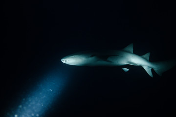 nurse shark at night