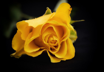 Yellow Rose
