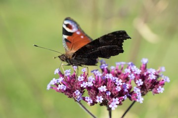 Peacock butterfly