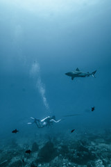 Naklejka premium diver and shark