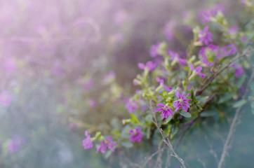 Beautiful little purple flowers