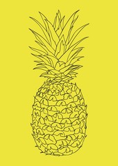 Pineapple vector illustration