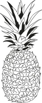 Pineapple vector illustration