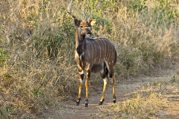 Aufnahme eines Impala mit Hörnern tagsüber fotografiert im Krüger Nationalpark in Südafrika im September 2013
