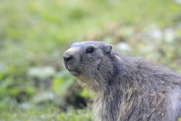 Murmeltier Portrait in den Alpen, Marmota marmota