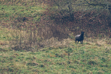 Black headed sheep in pasture