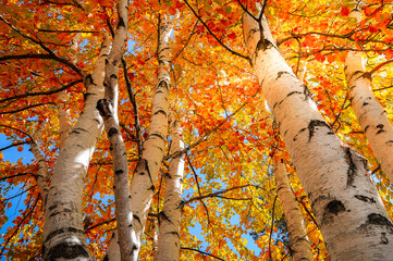 Yellow and Gold Birch Trees