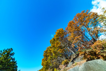 Fototapeta premium 山 紅葉