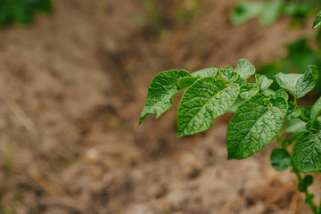 Green sprout from the earth, concept new beginning
